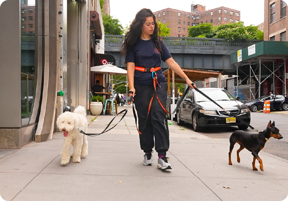 Dog Blog 1