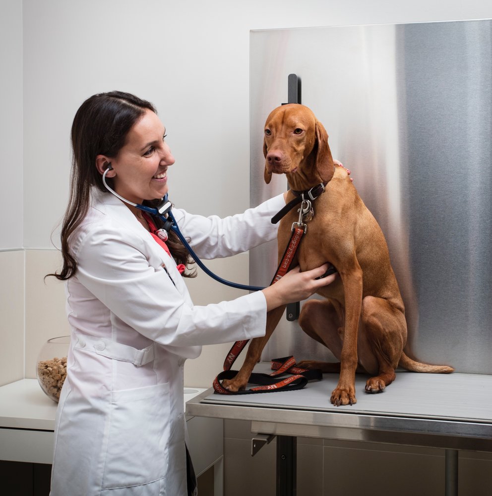 The pet friendly building includes an on-premises Dog City, offering convenient in-building veterinary services.