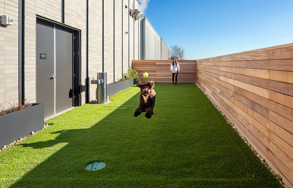10K features a rooftop dog run.